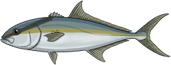 Amberjack (Seriola dumerili) — illustration