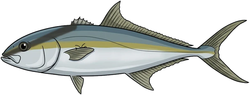 Amberjack (Seriola dumerili) — illustration
