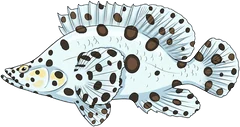 Barramundi cod (Chromileptes altivelis) — illustration