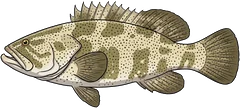 Blackspotted rockcod (Epinephelus malabaricus) — illustration