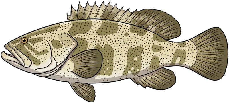 Blackspotted rockcod (Epinephelus malabaricus) — illustration