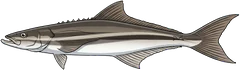 Cobia (Rachycentron canadum) — illustration