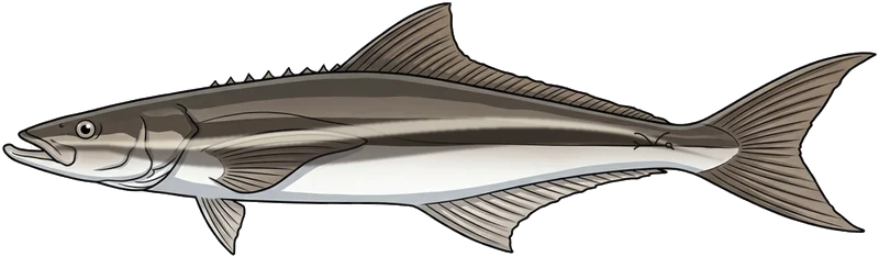Cobia (Rachycentron canadum) — illustration