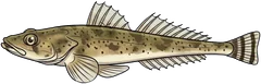 Dusky flathead (Platycephalus fuscus) — illustration