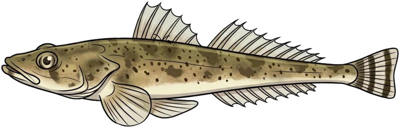 Dusky flathead (Platycephalus fuscus) — illustration