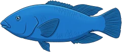 Eastern blue groper (Achoerodus viridis) — illustration