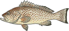 Goldspotted rockcod (Epinephelus coioides) — illustration