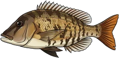Grass sweetlip (Lethrinus laticaudis) — illustration