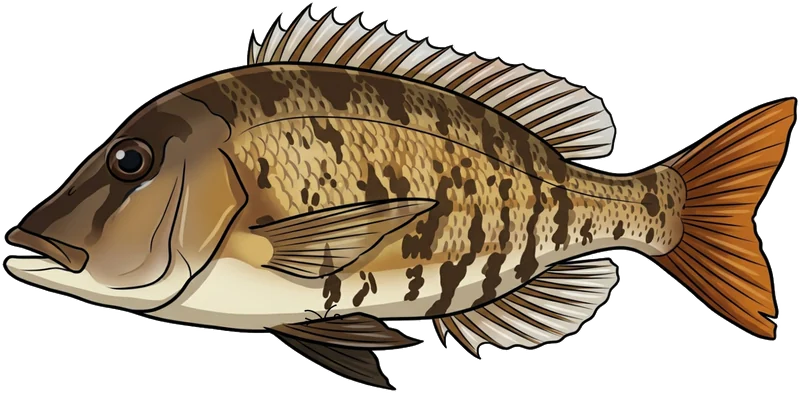 Grass sweetlip (Lethrinus laticaudis) — illustration