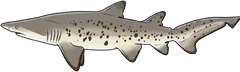 Grey nurse shark (Carcharias taurus) — illustration