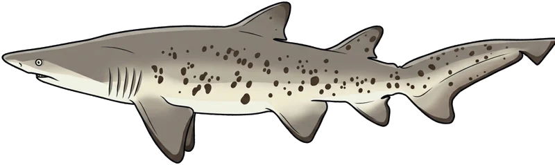Grey nurse shark (Carcharias taurus) — illustration