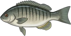 Luderick (Girella tricuspidata) — illustration