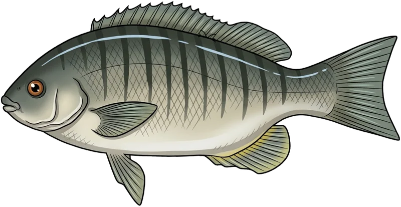 Luderick (Girella tricuspidata) — illustration