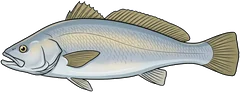 Mulloway (Argyrosomus japonicus) — illustration
