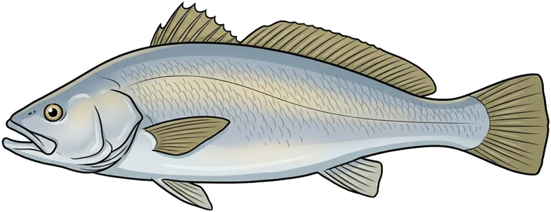 Mulloway (Argyrosomus japonicus) — illustration