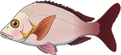 Paddletail (Lutjanus gibbus) — illustration