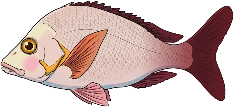 Paddletail (Lutjanus gibbus) — illustration