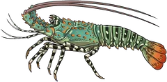 Painted crayfish (Panulirus versicolor) — illustration