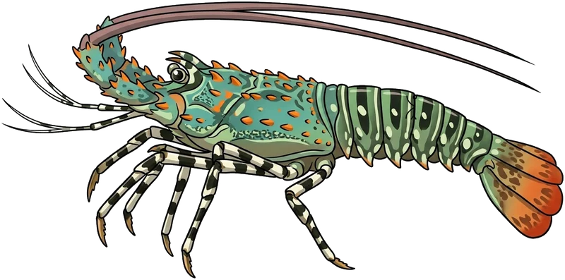 Painted crayfish (Panulirus versicolor) — illustration
