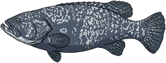Queensland groper (Epinephelus lanceolatus) — illustration