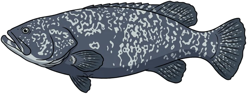 Queensland groper (Epinephelus lanceolatus) — illustration