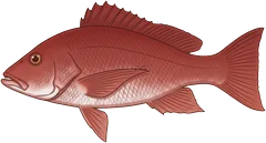 Red bass (Lutjanus bohar) — illustration