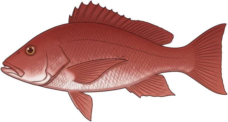 Red bass (Lutjanus bohar) — illustration