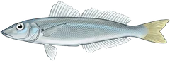 Sand whiting (Sillago ciliata) — illustration