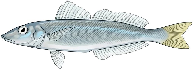 Sand whiting (Sillago ciliata) — illustration