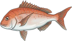 Snapper (Chrysophrys auratus) — illustration