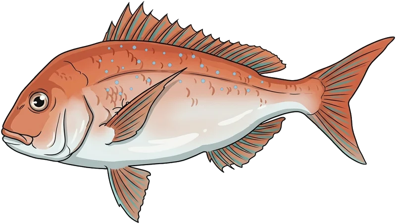 Snapper (Chrysophrys auratus) — illustration