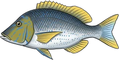 Spangled emperor (Lethrinus nebulosus) — illustration