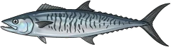 Spanish mackerel (Scomberomorus commerson) — illustration