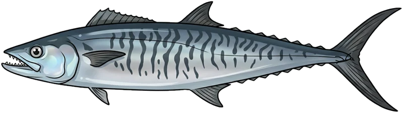 Spanish mackerel (Scomberomorus commerson) — illustration