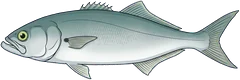 Tailor (Pomatomus saltatrix) — illustration