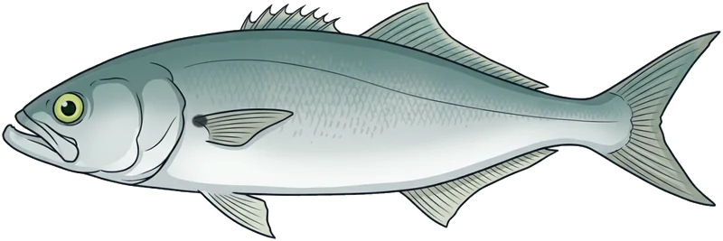 Tailor (Pomatomus saltatrix) — illustration