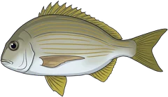Tarwhine (Rhabdosargus sarba) — illustration