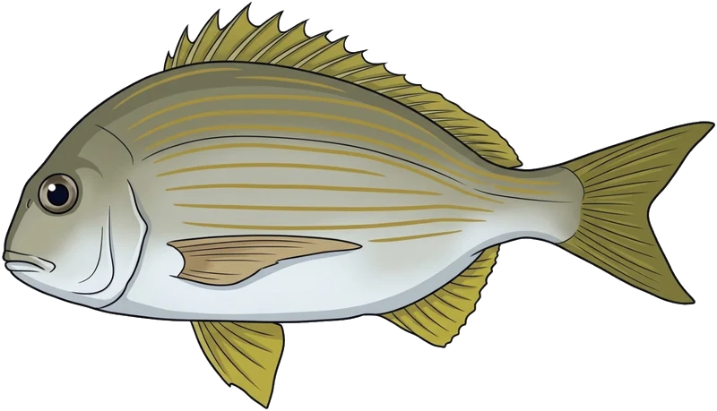 Tarwhine (Rhabdosargus sarba) — illustration