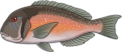 Venus tuskfish (Choerodon venustus) — illustration
