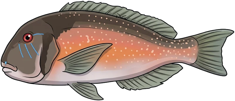 Venus tuskfish (Choerodon venustus) — illustration