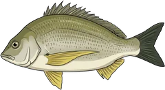 Yellowfin bream (Acanthopagrus australis) — illustration