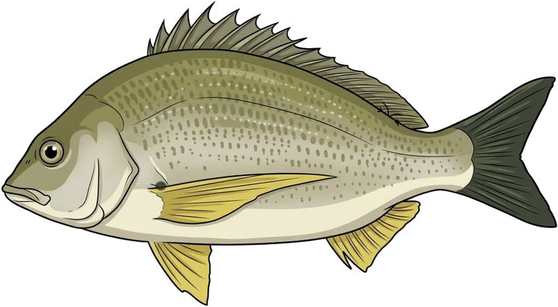 Yellowfin bream (Acanthopagrus australis) — illustration