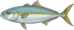 Yellowtail kingfish (Seriola lalandi) — illustration